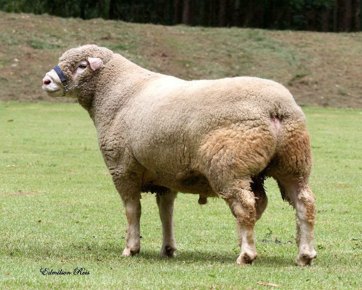 Ile de France Sheep Embryos, View sheep embryo, Novagen Product Details