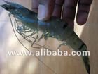 tiger prawns live