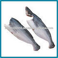fresco congelado pangasius