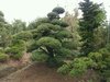 Big tree of potted pine tree for zen garden Big tree of potted pine tree for zen garden