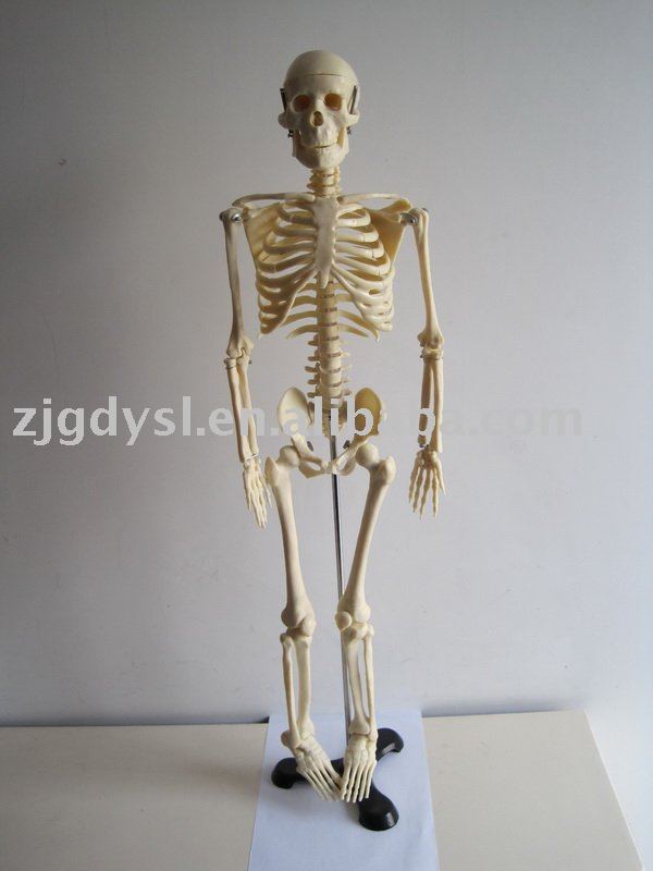 human skeleton model. human skeleton model(China