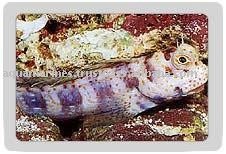 Orange Spot Blenny