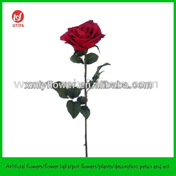 rose flowers pictures free download. flower free Garden rose