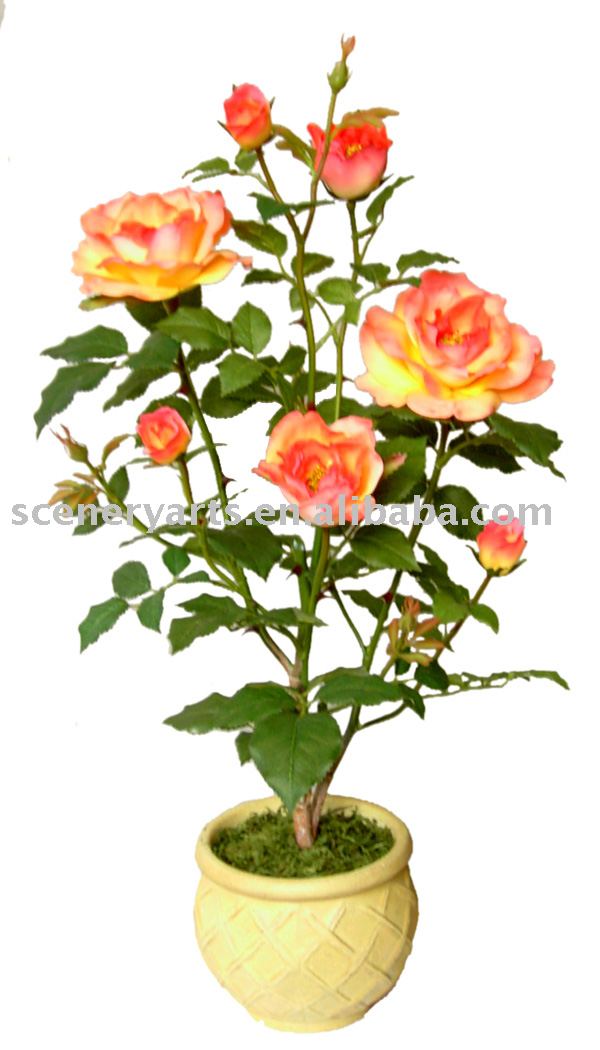 24"HARRY ROSE PLANT BONSAI X 7 FLWS