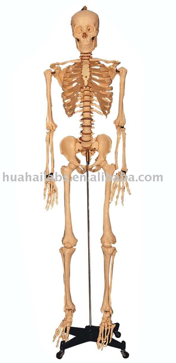 human anatomy skeleton. biology,human skeleton