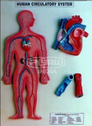 circulatory system diagram for kids. human circulatory system