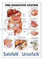 De pl&aacute;stico anat&oacute;mico de imagen/gr&aacute;fico