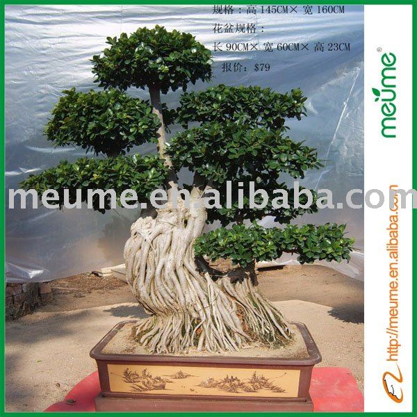 japanese bonsai tree