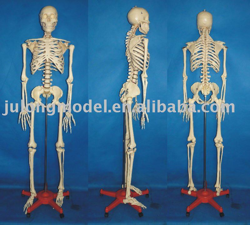 human skeleton model. in Human Skeleton Model,