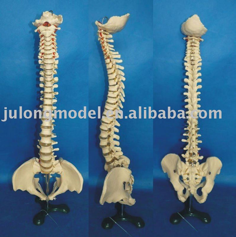 Model Spine