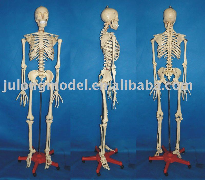 human skeleton model. 168cm TALL,HUMAN SKELETON