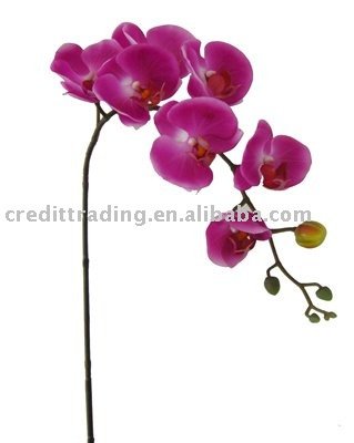 Phalaenopsis Orchid Stem
