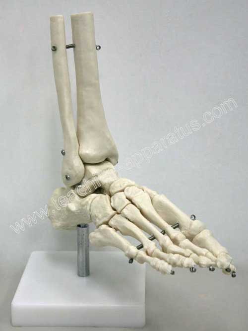 bones of foot. Model of human foot bones*