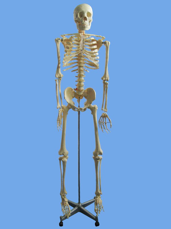teaching model/Human skeleton human skeleton model. teaching model/Human skeleton