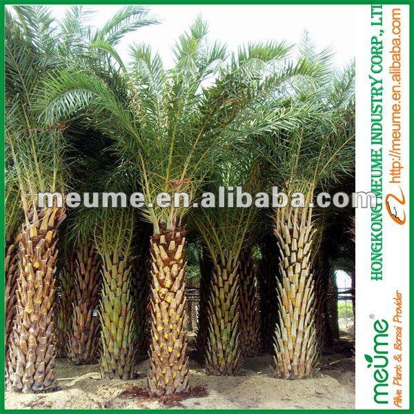 silver date palm tree. Date Palm (Palm trees)