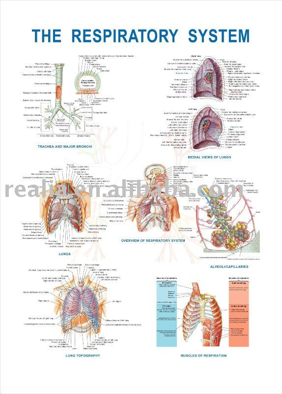 respiratory anatomy