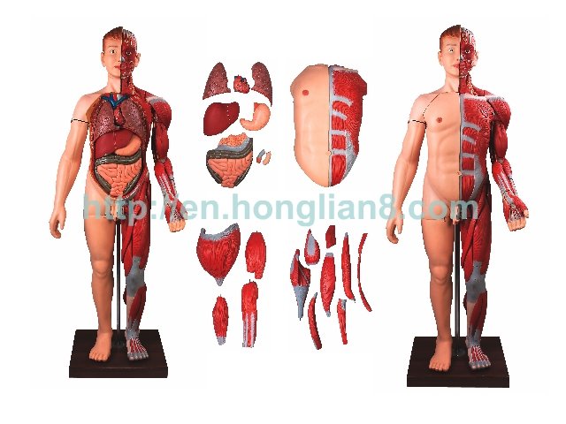 muscles of human body. Human Body Muscles with