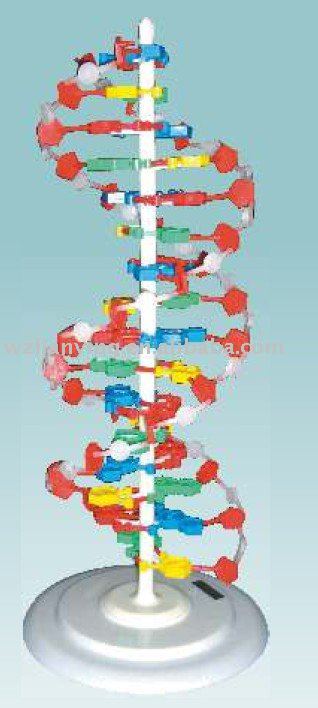 detailed dna structure