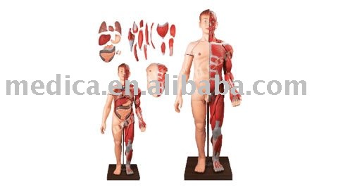 organs of human body. organs in human body. organs