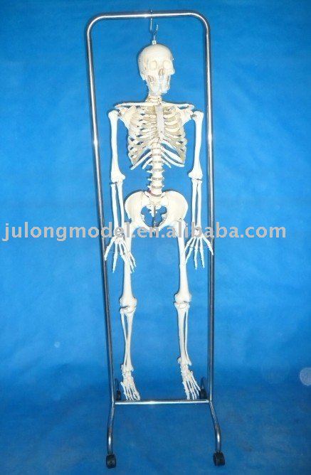 human skeleton model. 168CM TALL HUMAN SKELETON