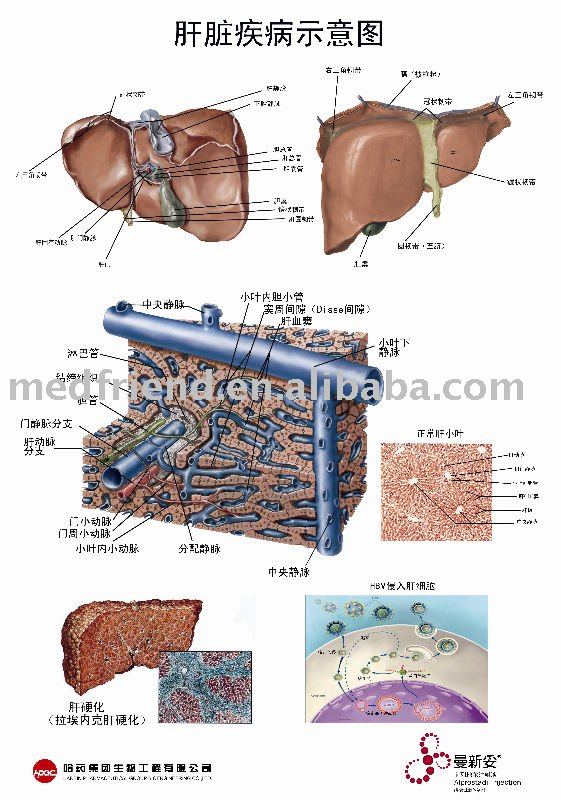 Liver Chart