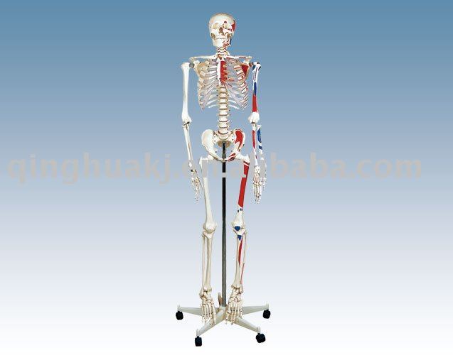 human skeleton model. Model of human skeleton 170cm