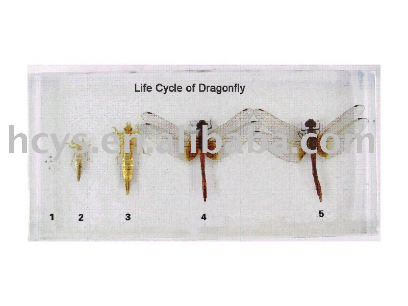 Dragonflies+life+cycle