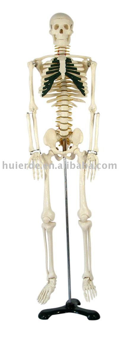 human skeleton model. HUMAN SKELETON ANATOMY MODEL