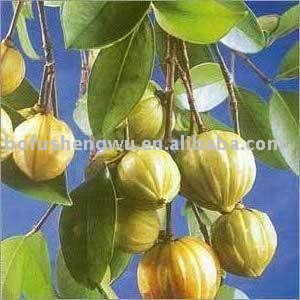 product > Garcinia Cambogia Fruit Extract powder 50%Hydroxycitric Acid