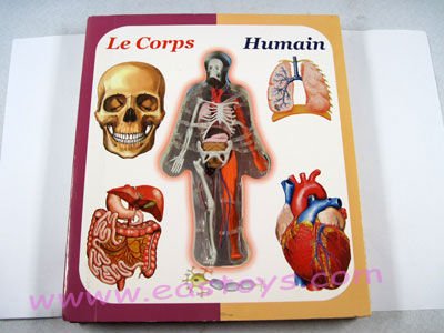 educational human body