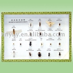 Insect Specimens For Sale Australia