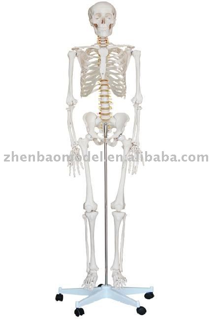 human anatomy skeleton. Human Anatomy Skeleton