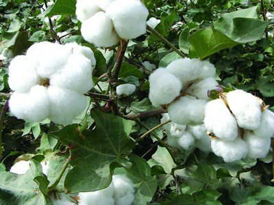 Fertilizer Plants on Fertilizer Plant Growth Regulator Cotton Fertilizer Plant Growth