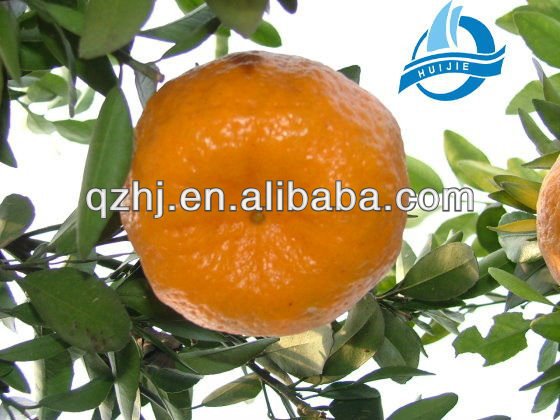 Fresh Cheap Honey Mandarin Orange products, buy Fresh Cheap Honey ...