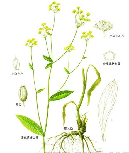 Chai Hu Organic for Bonsai Garden Outdoor Indoor Yard Planting Radix Bupleuri Seeds 30 Bupleurum Chinense Herb Seeds 