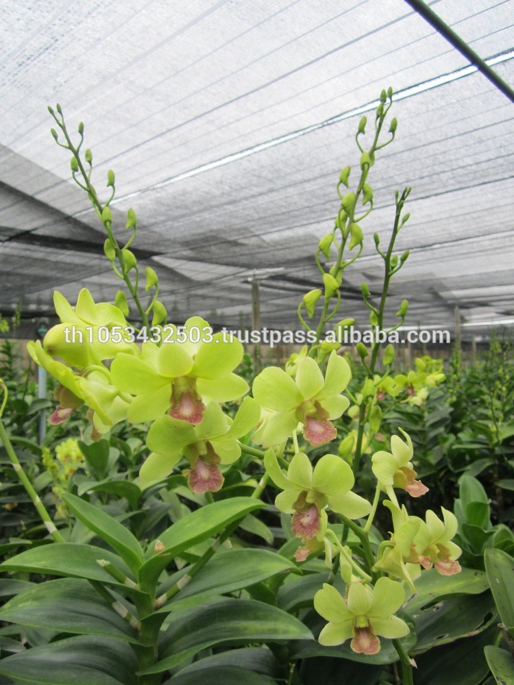 Dendrobium_Burana_Jade.jpg