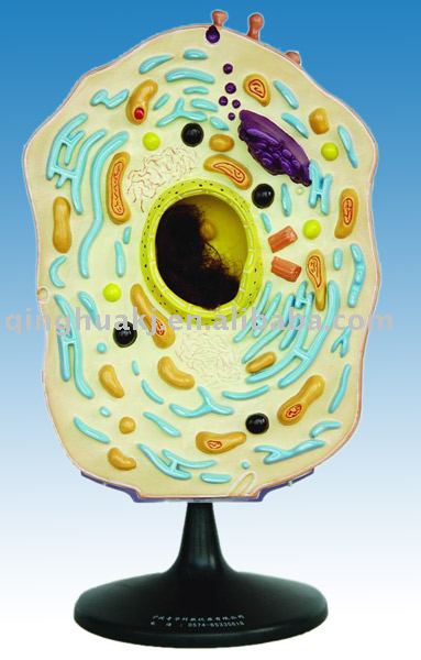 animal cell model images. Animal Cell Model Ideas.