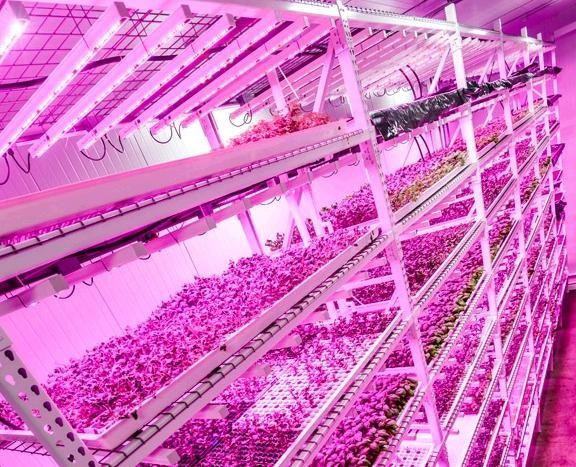 Uv lamp growing plants uk