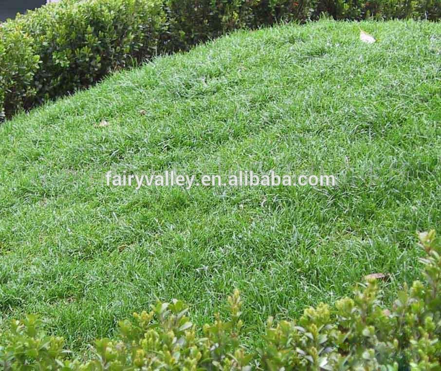 Blackjack bermuda grass seed for sale