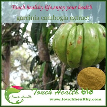 Pure natural garcinia cambogia extract supplier with competitive price