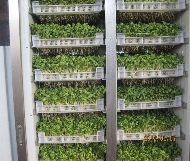 Green Feed/Livestock Fodder sprout machine/hydroponic fodder system ...