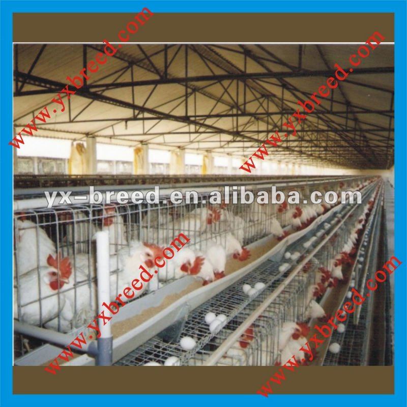 Commercial Chicken House