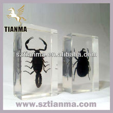 Insect Specimens For Sale Australia