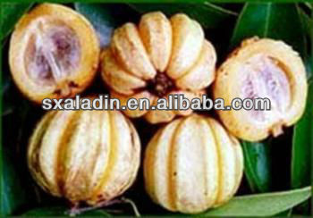 Federacion Medica Peruana | Garcinia Cambogia Guide Garcinia