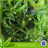 low price roasted seaweed from china roasted seasoned seaweed
