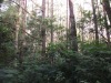 Sumatran Pine For Sale, Pine Mercusii - Sumatran Pine direct from ... Sumatran Pine For Sale, Pine Mercusii - Sumatran Pine direct from ...