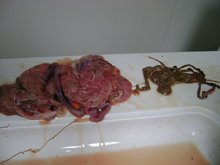 pig placenta