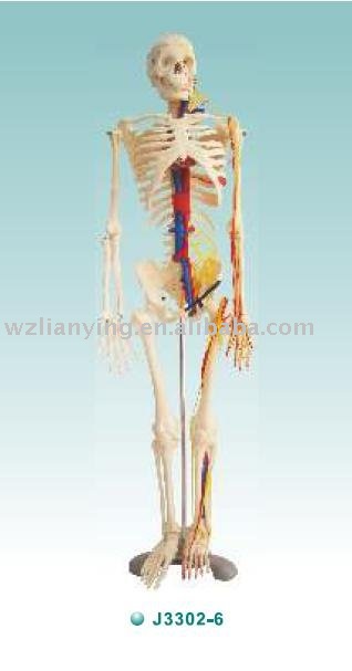human skeleton model. human skeleton model with