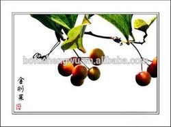 Hot sale natural fruit extract powder Garcinia Cambogia Extract /garcinia cambogia extract 80% hydroxycitric