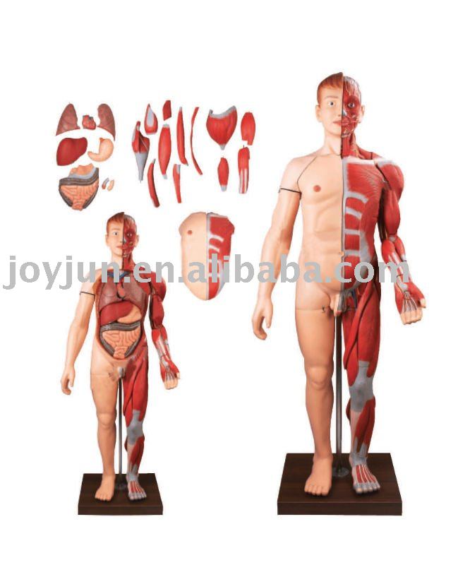 muscles of human body. HUMAN BODY MUSCLES WITH
